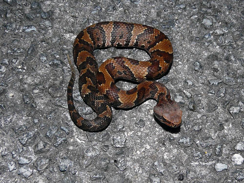 Snake season in North Alabama poses the question: Is this snake dangerous?