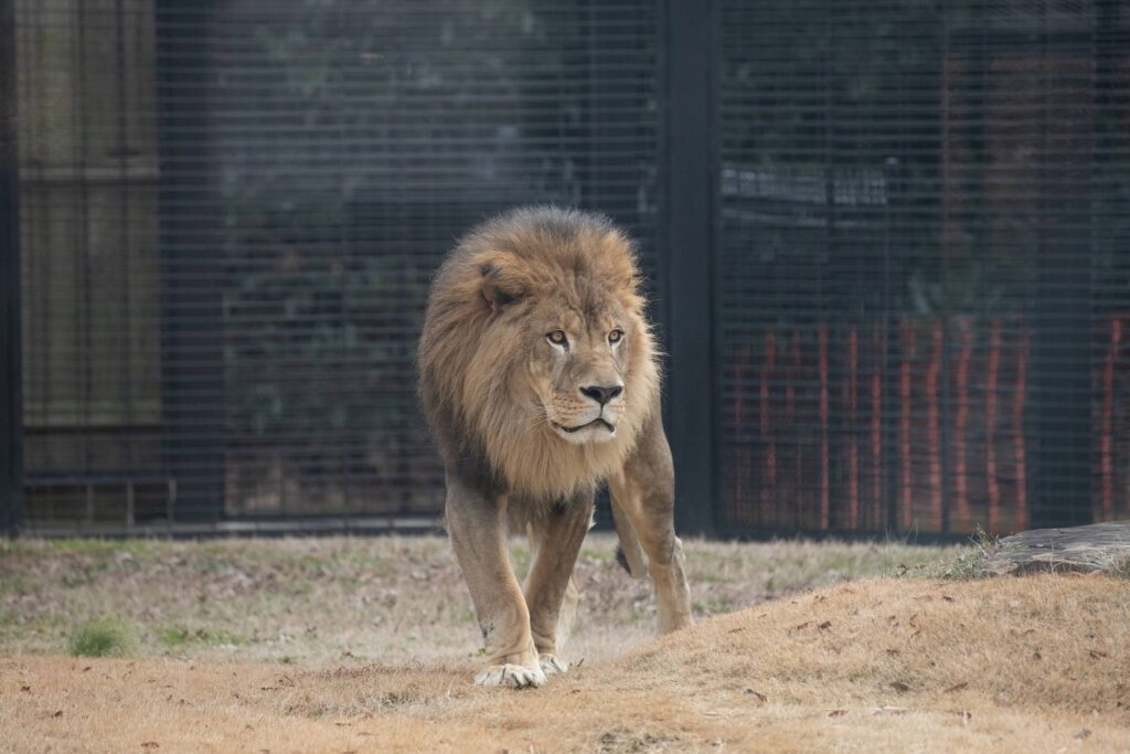 UNA mourns passing of beloved mascot, Leo III