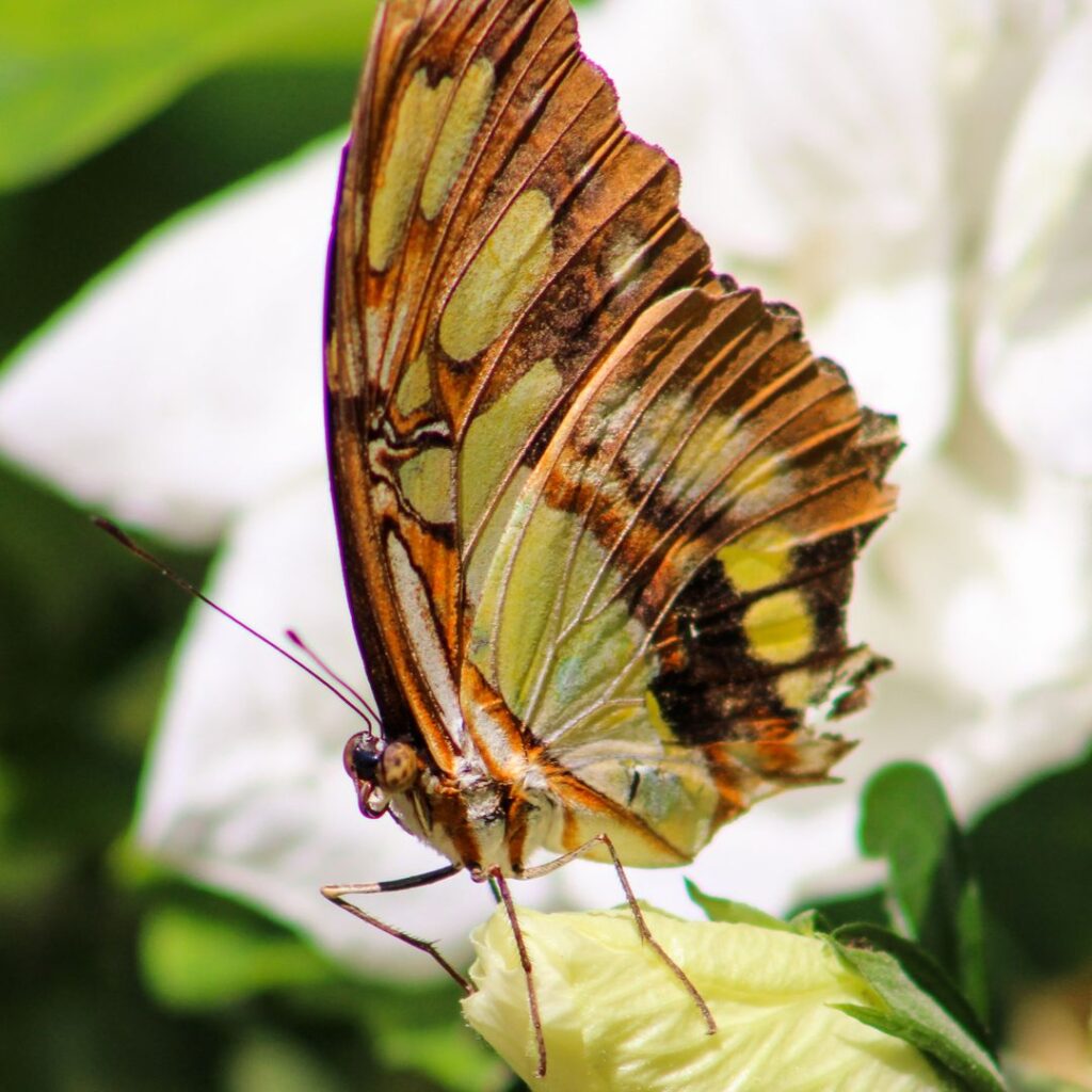 Butterfly release, Trash Pandas baseball and 13 more events in Huntsville this weekend Butterfly release, Trash Pandas baseball and 13 more events in Huntsville this weekend
