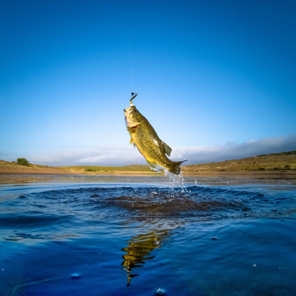 Looking for the best fishing spots? Check out these 4 North Alabama lakes!