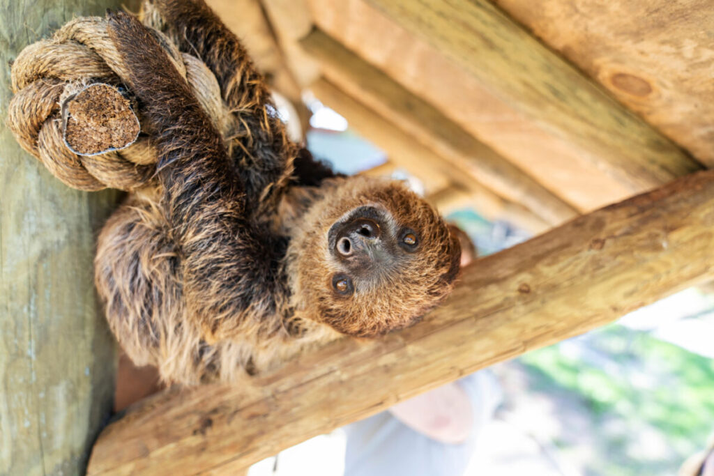 5 reasons you’ll fall in love with the Alabama Gulf Coast Zoo + meet a sloth 5 reasons you’ll fall in love with the Alabama Gulf Coast Zoo + meet a sloth