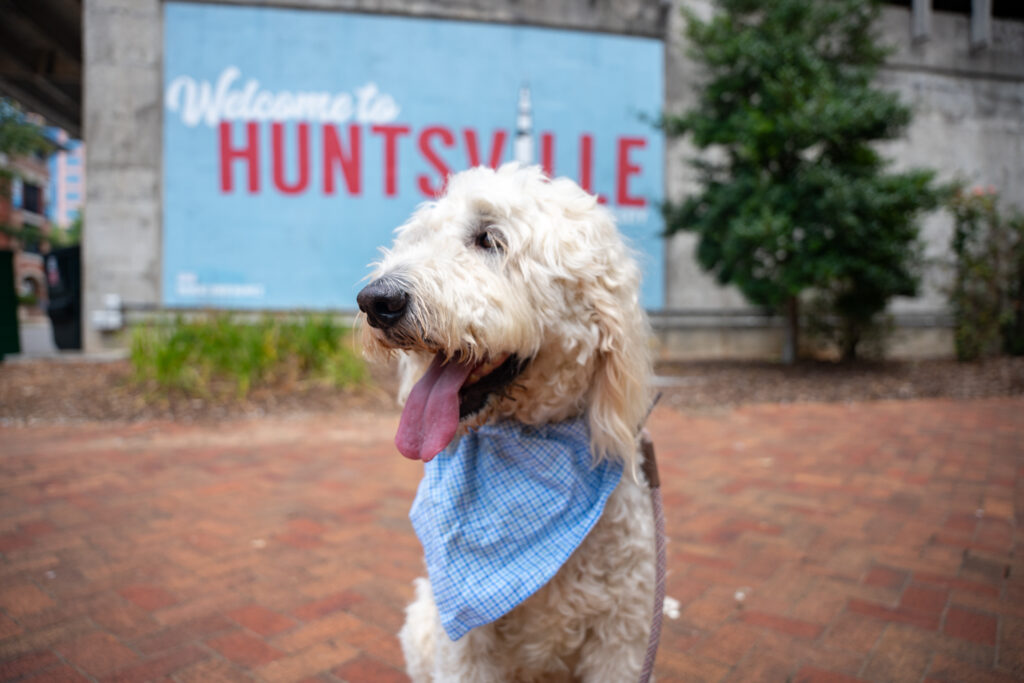 8 amazing January events in Huntsville—Harlem Globetrotters, Latin dancing + more