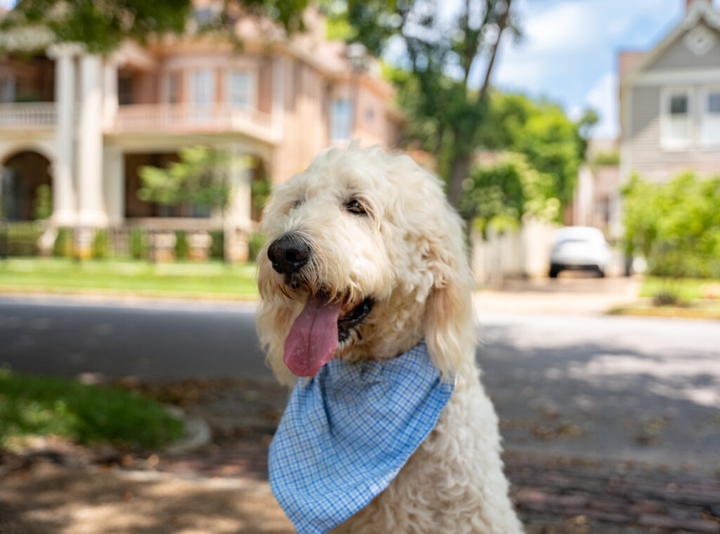 5 iconic Huntsville settings for your best pup portraits [MAP]