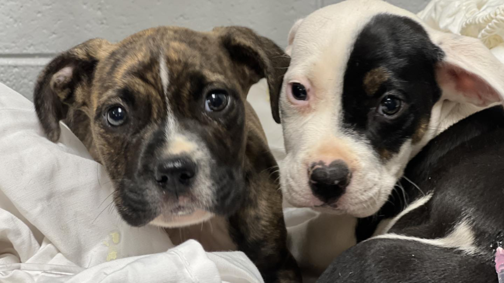 Huntsville Animal Services celebrates ‘Paws + Play’ with free adoptions