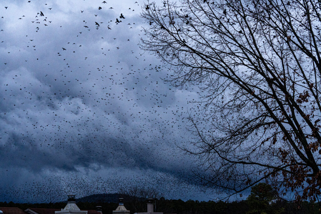 What’s up with all the weird blackbirds flying around North Alabama?