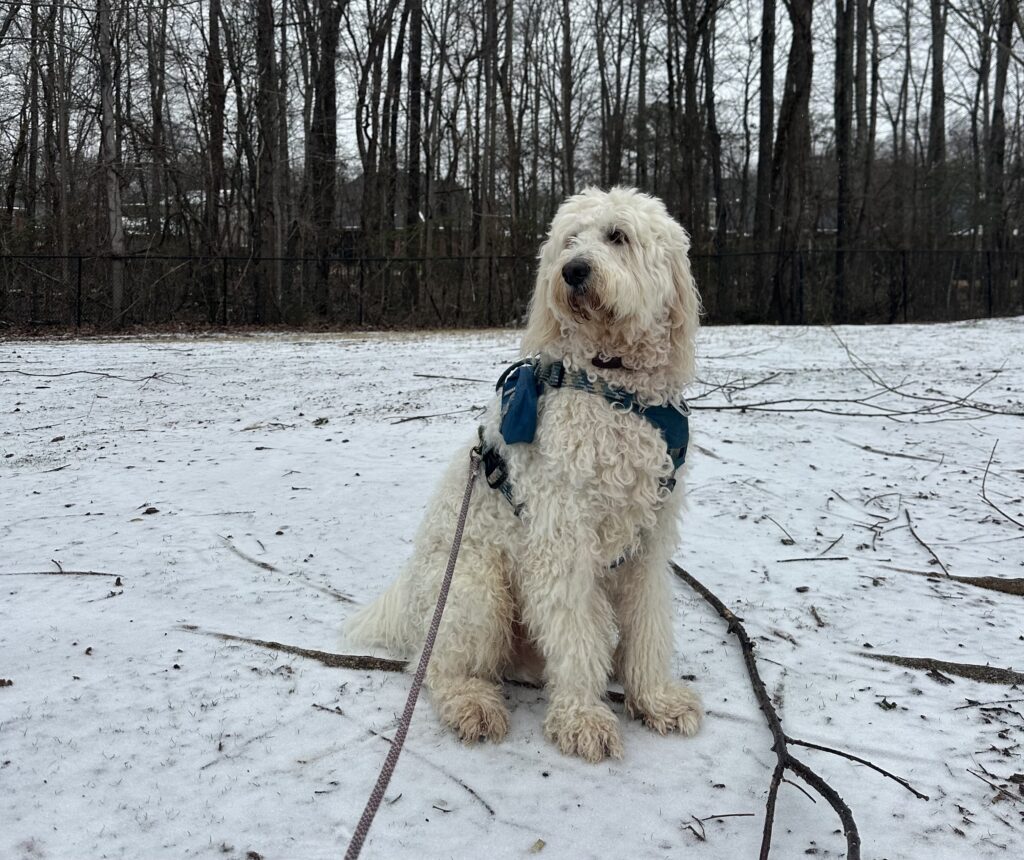Winter weather—make sure your pets are safe and warm