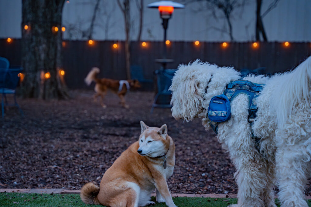 7 dog-friendly heated patios in Huntsville to check out