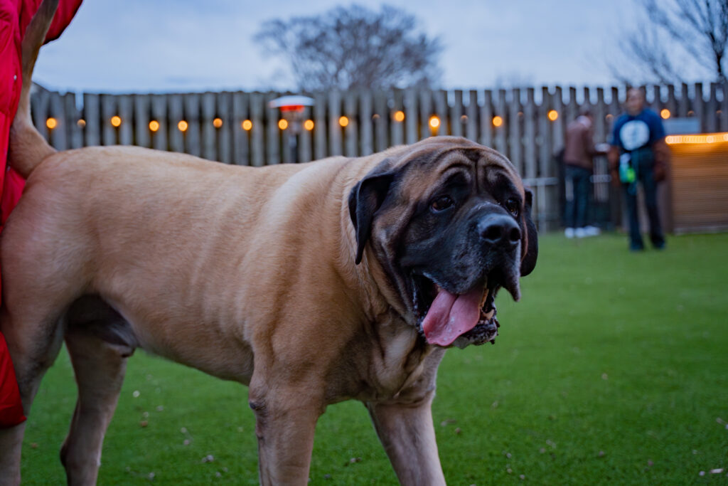 NOW OPEN: Rocket City Dog Bar—take a peek inside [PHOTOS]