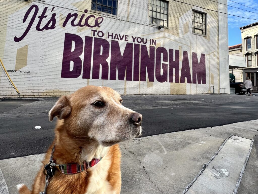 The ultimate dog-friendly weekend in Birmingham The ultimate dog-friendly weekend in Birmingham