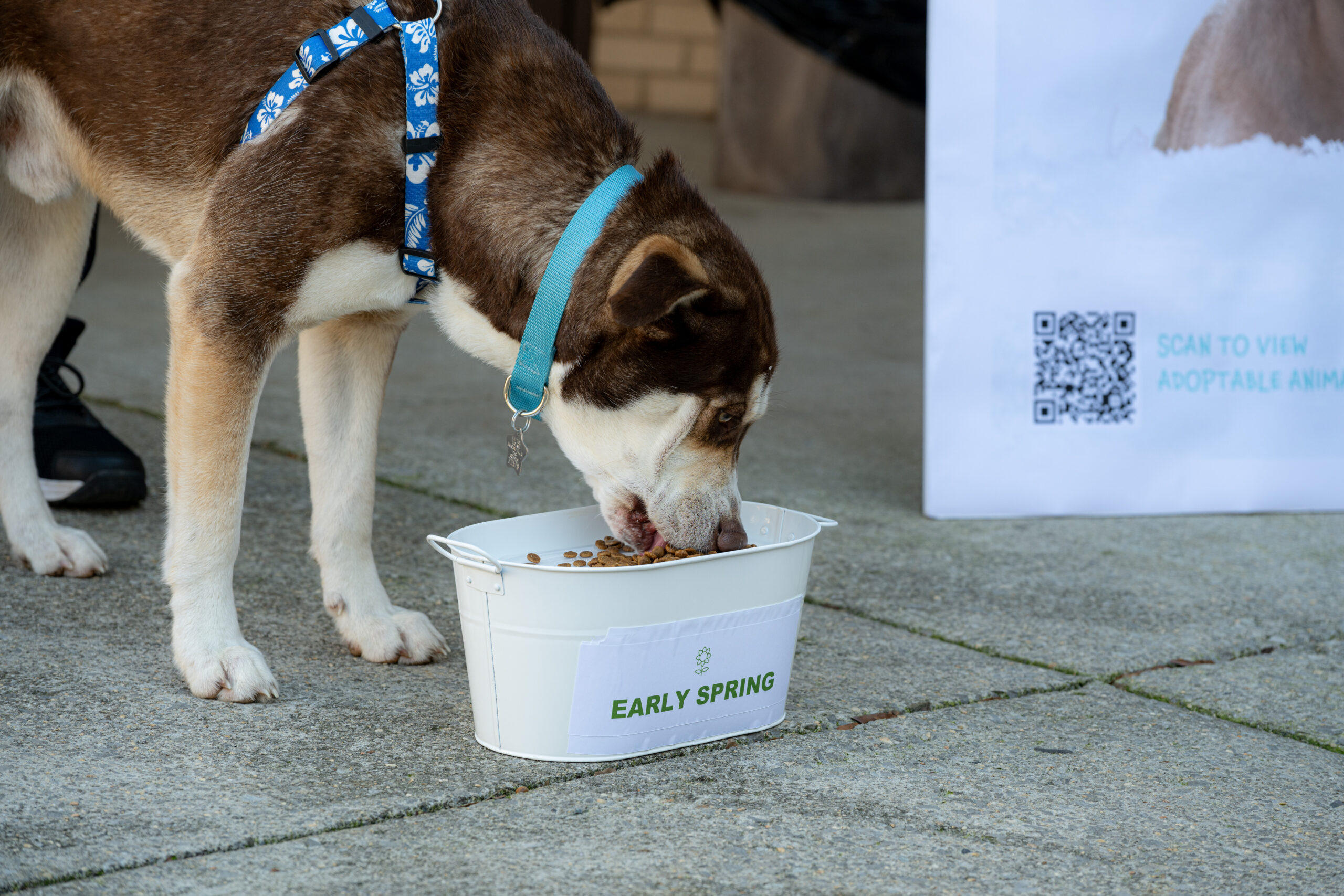 “Groundhog Dog” calls for early spring in Huntsville