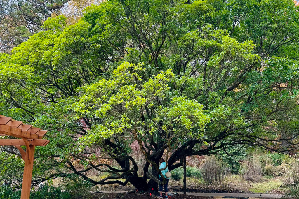 You can help beautify North Alabama by planting these free trees