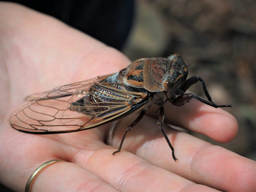 Get prepared for an active cicada season this year
