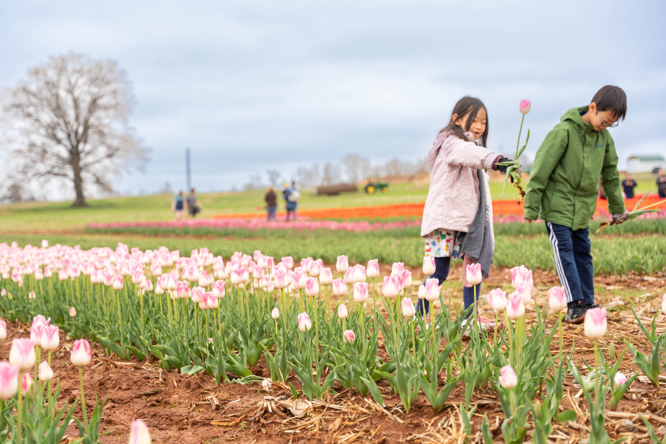 You need to visit this tulip farm near Huntsville