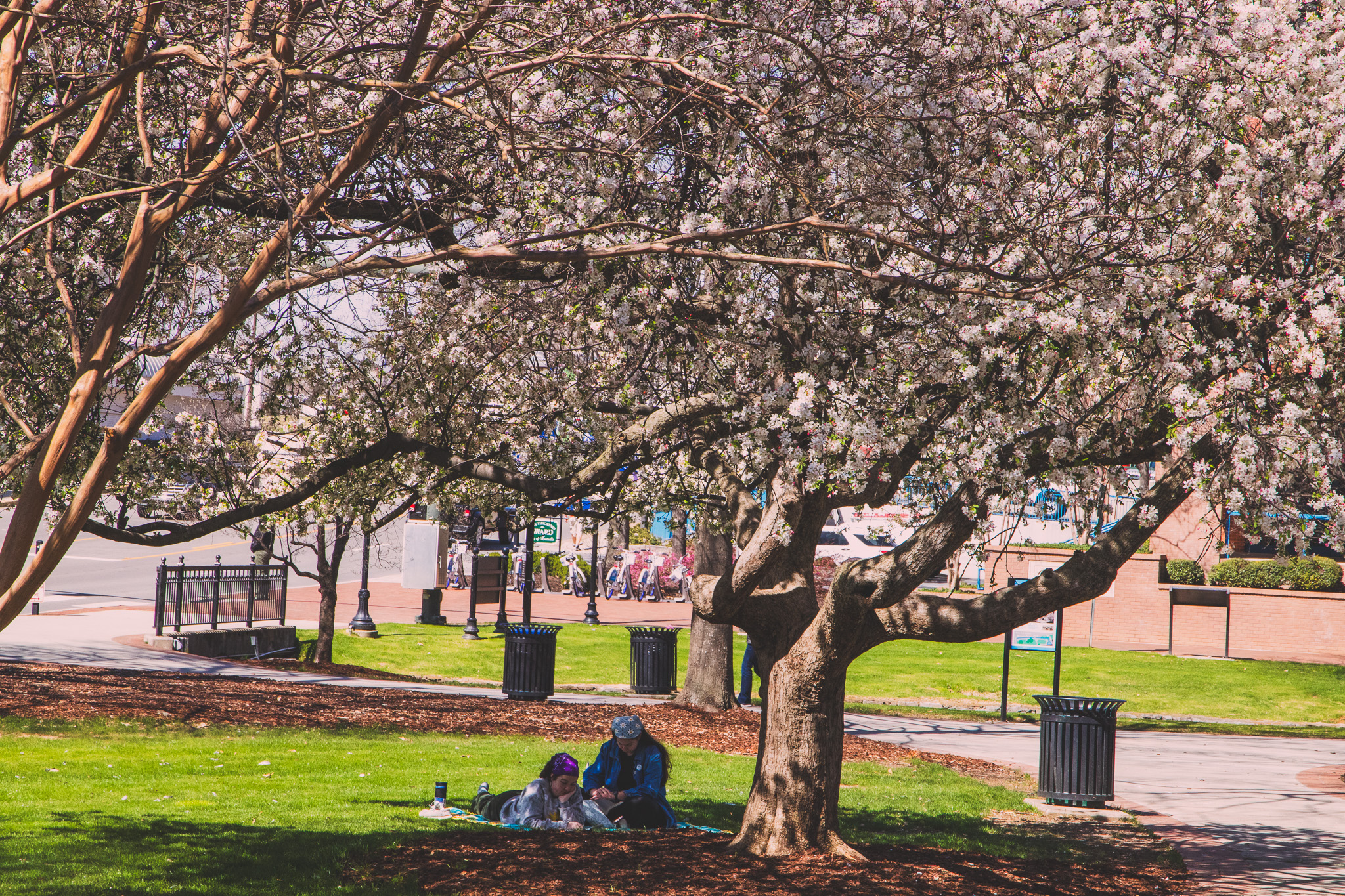 It’s cherry blossom season at Big Spring Park in Huntsville