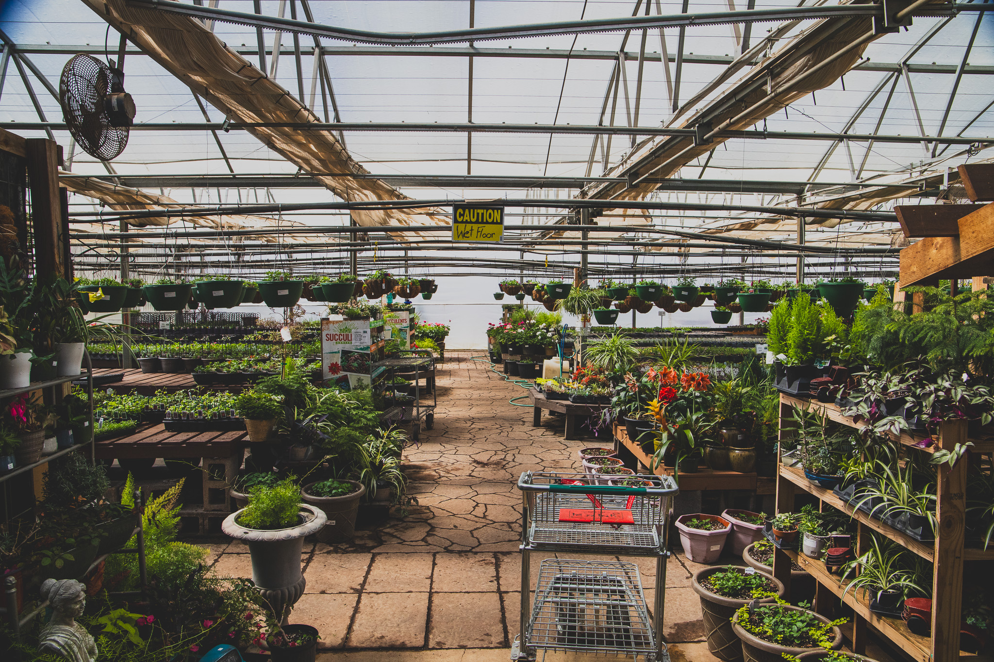 5 great plant shops that you need to know about now