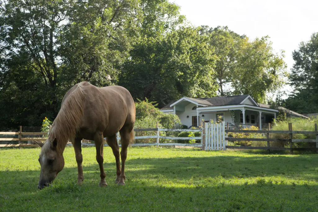 7 more unique Airbnbs in North Alabama