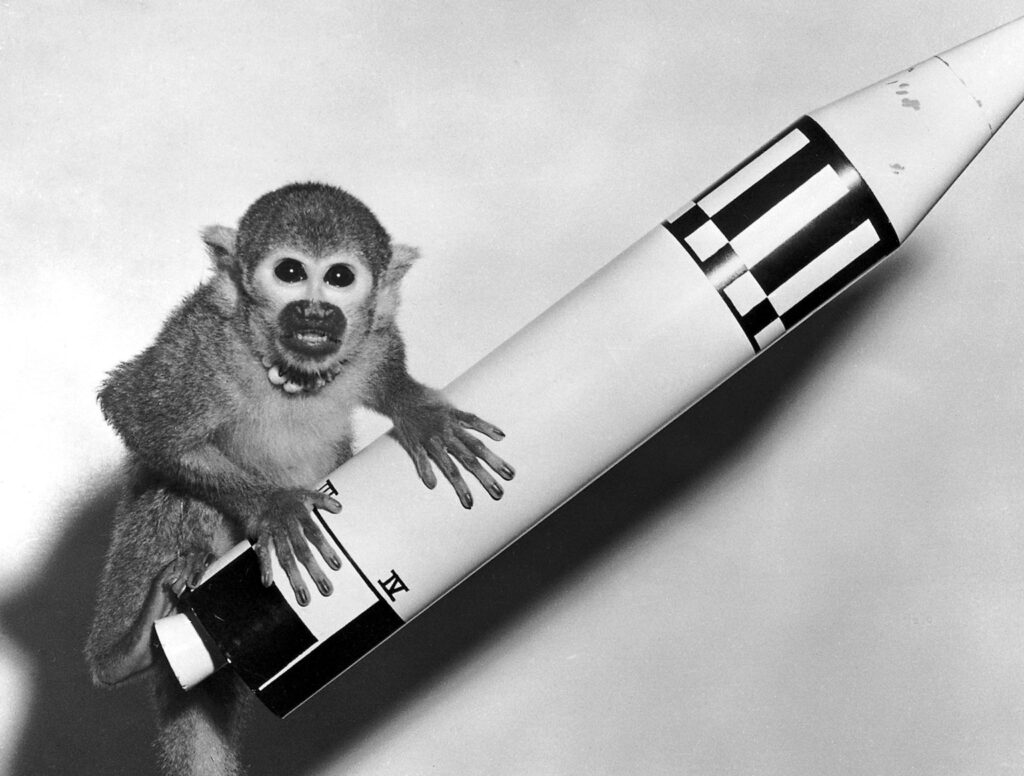 Meet Miss Baker—the famous squirrel monkey who made space history
