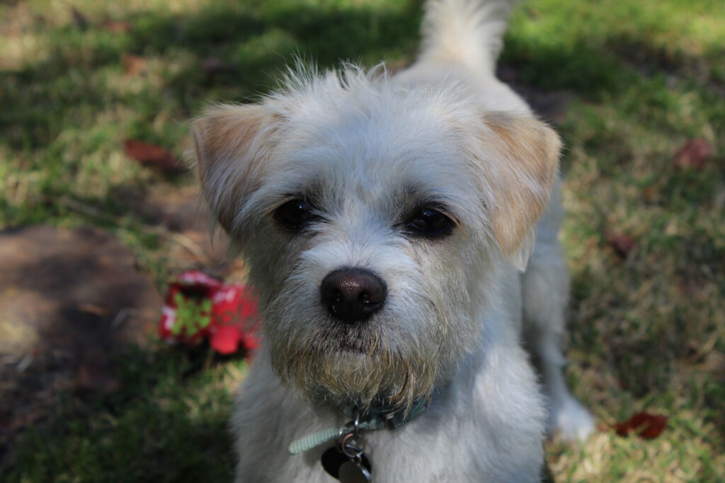 Surprise your Valentine with a new pet from Huntsville Animal Services