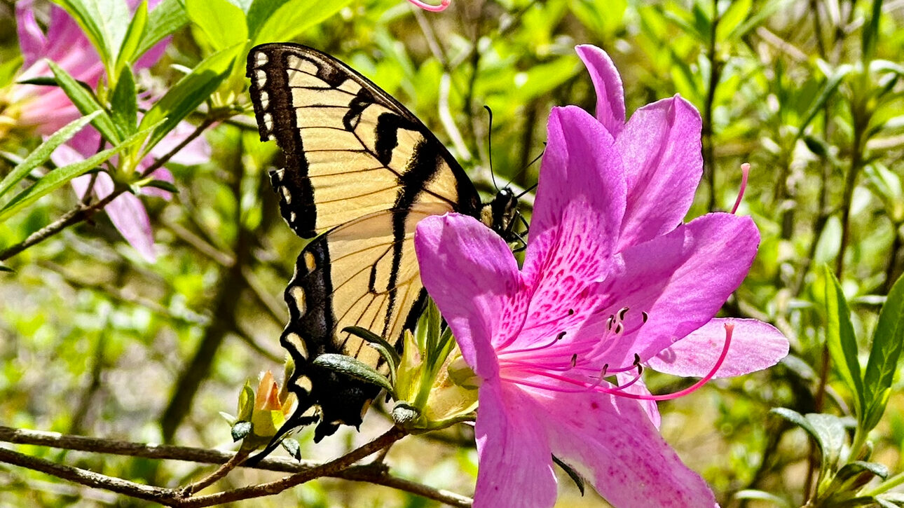 4 romantic date ideas in the Huntsville area