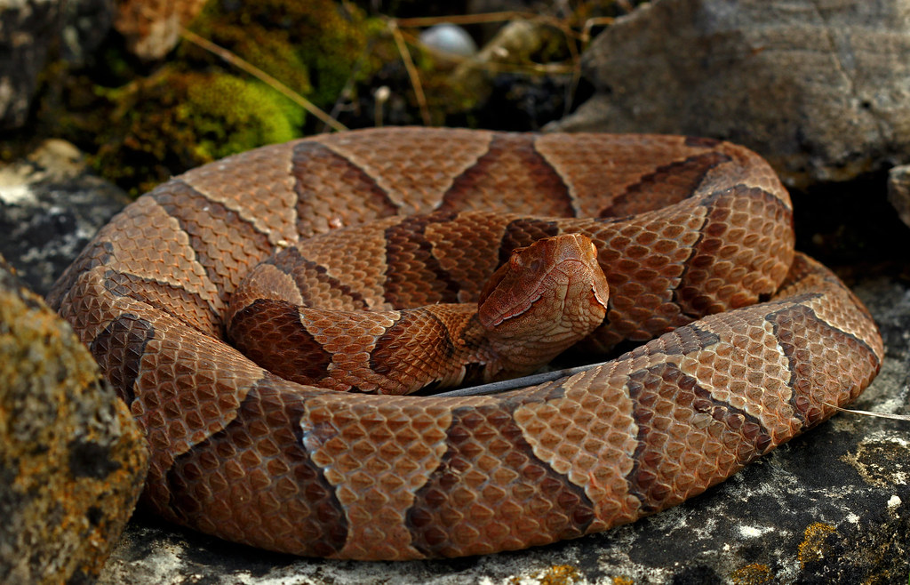 ‘Good snake or bad snake?’ Here’s how to coexist with snakes
