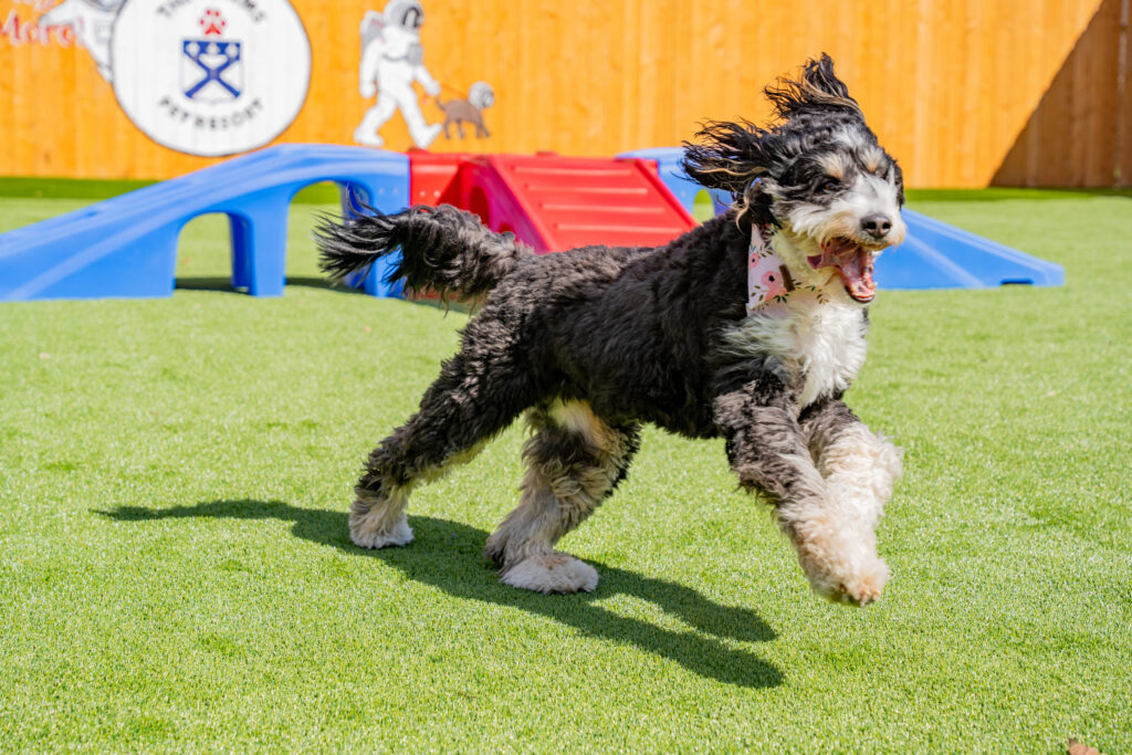 How to Keep Pets Safe During the Summer Months – 5 Tips