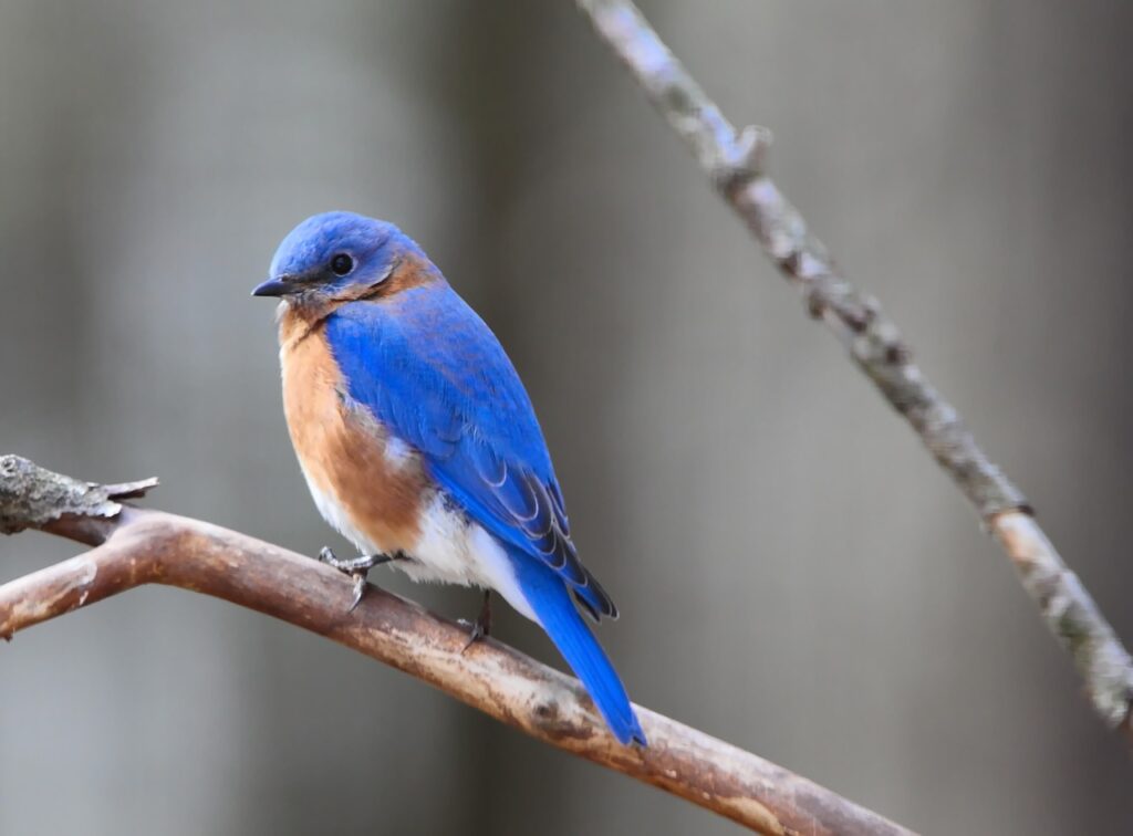 This Huntsville nature preserve is a new addition to the Alabama Birding Trail