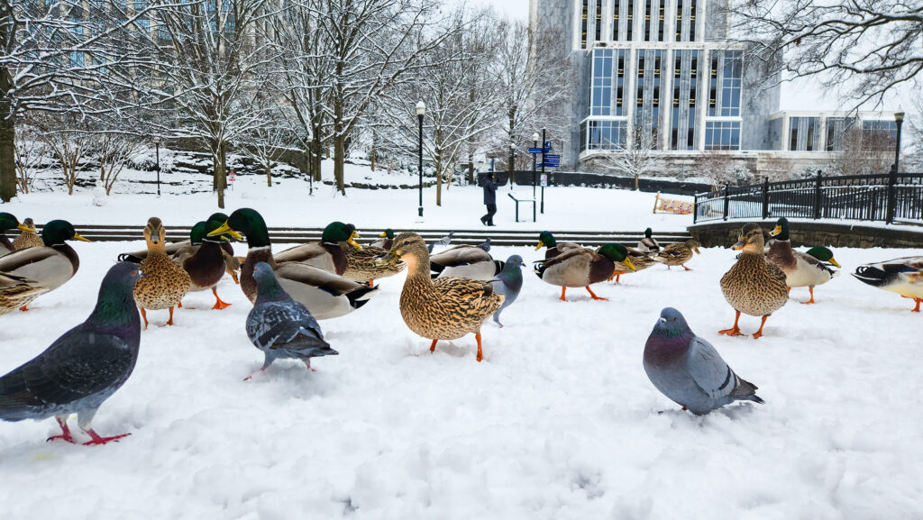 It’s been cold here in Huntsville, but it could be (and has been) colder