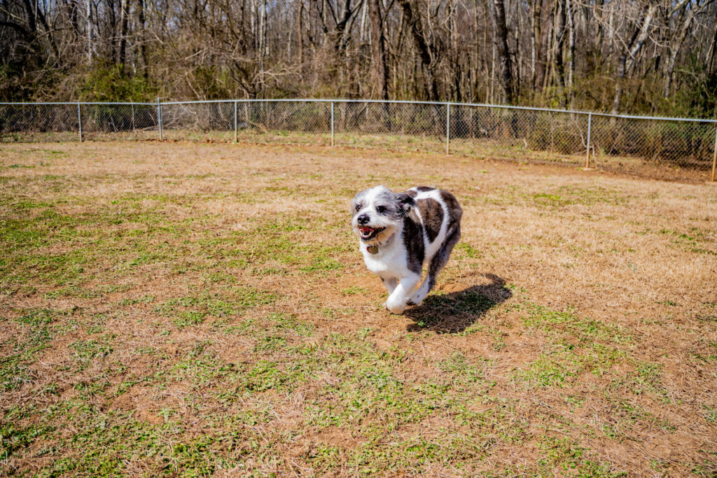 New veterinary office in Decatur among new M+ building permits