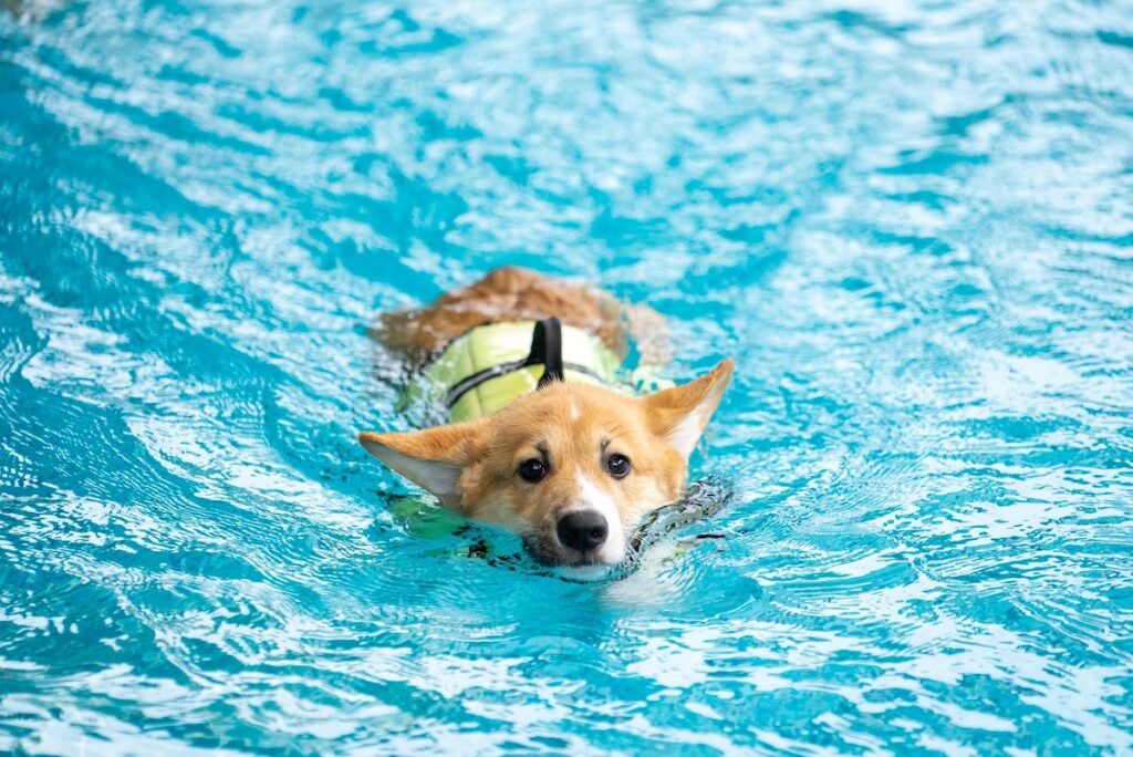 After facing closure, Huntsville indoor dog pool will stay open After facing closure, Huntsville indoor dog pool will stay open