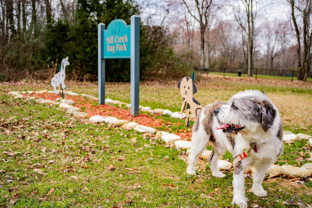 Here’s where to get free pet food in Huntsville this Saturday