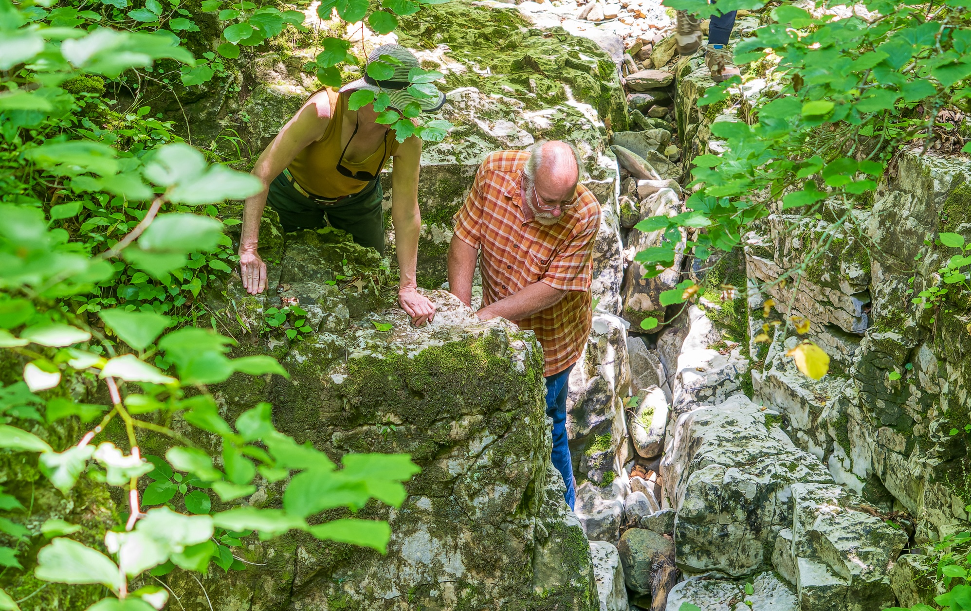 North Alabama research center becomes global lab for climate-resistant forests