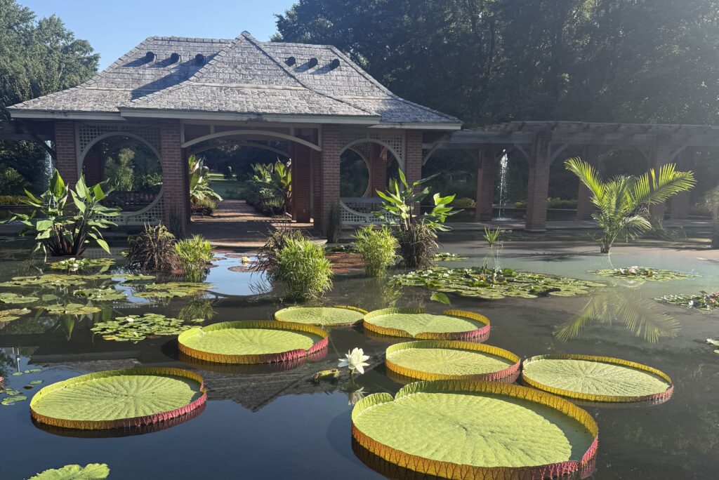 Where Huntsville Botanical Garden’s massive waterlilies rank in the worldwide ‘Waterlily Weigh-Off’
