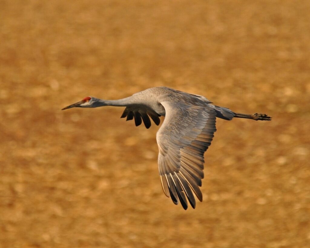 Cranes at Wheeler National Wildlife Refuge in Decatur arriving now