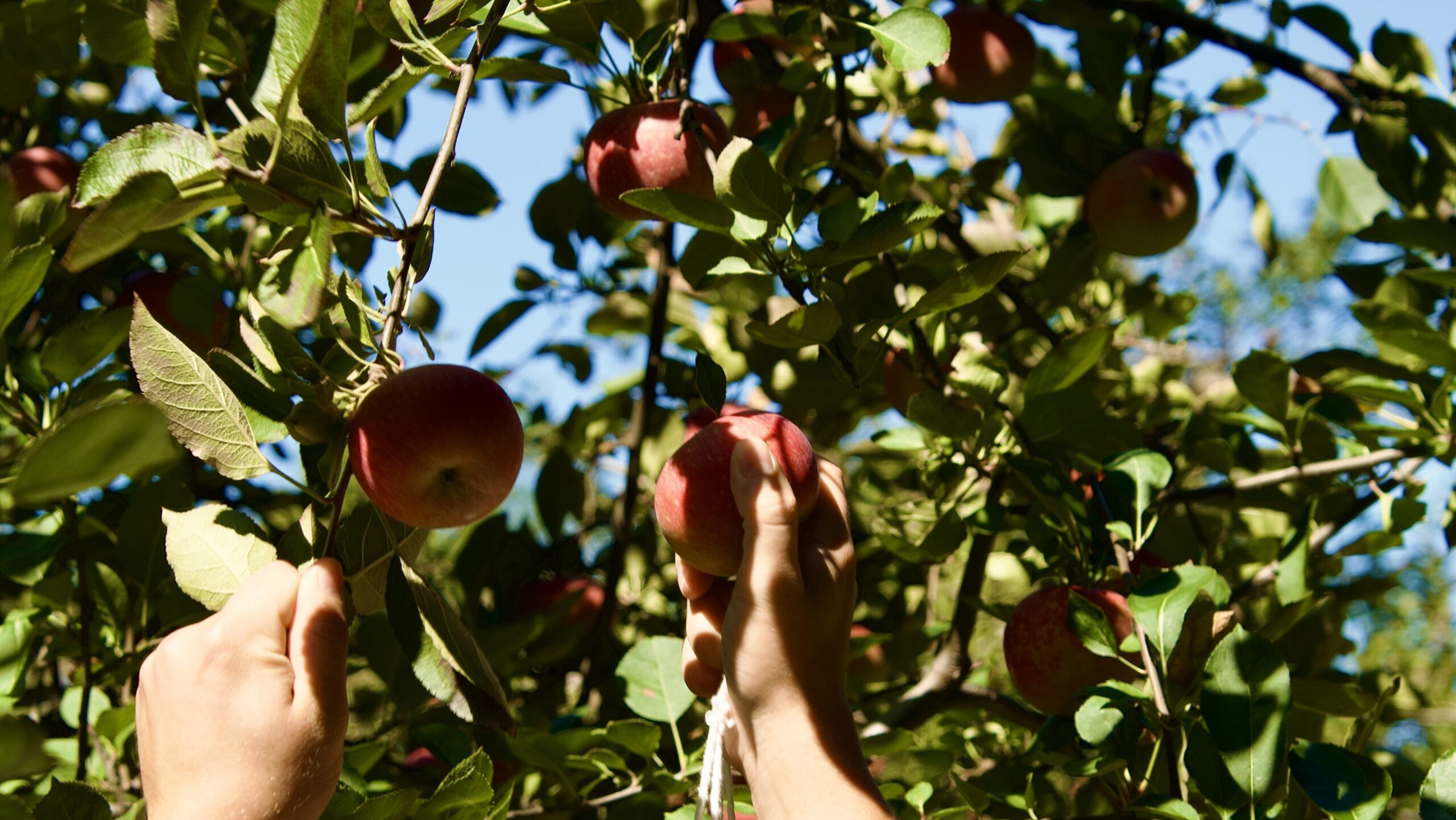 Orchards in the Huntsville area to check out this fall Orchards in the Huntsville area to check out this fall