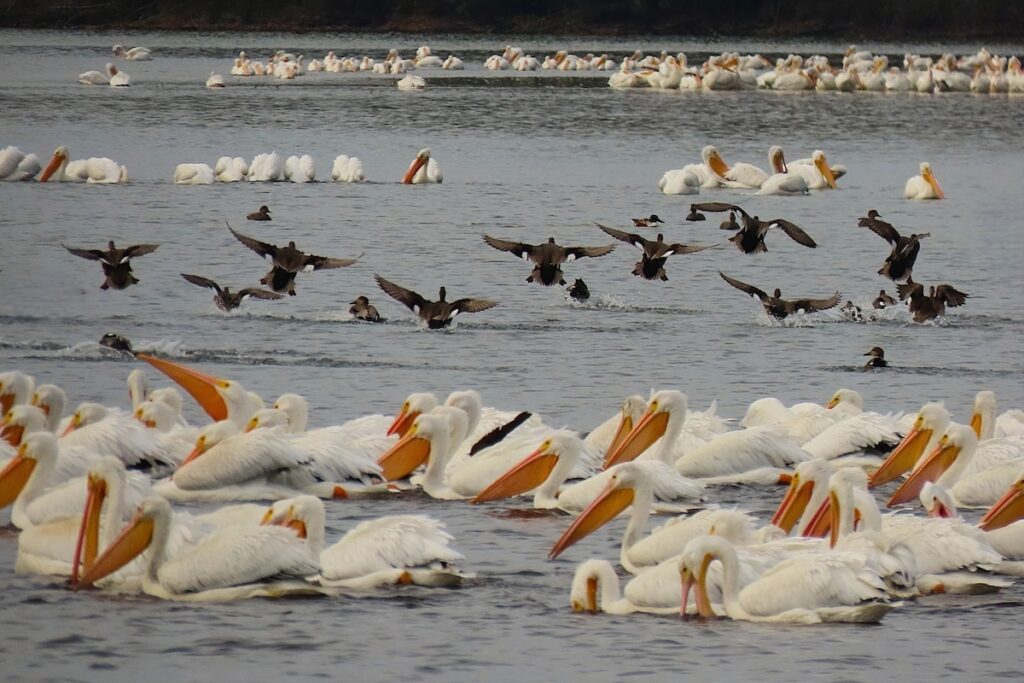 5 great ways to see the thousands of wintering birds at Wheeler National Wildlife Refuge now