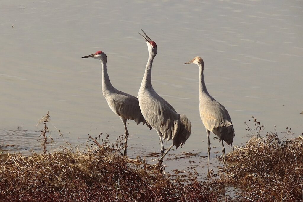 Festival of the Cranes + more exciting events this weekend in the Rocket City