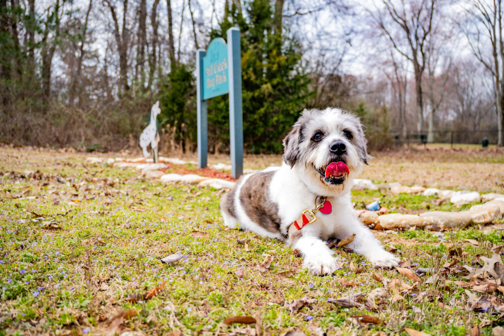 Beau’s Law heads to Gov. Ivey to set new Alabama dog care standards