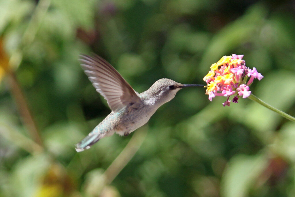 It’s almost time to start looking for hummingbirds
