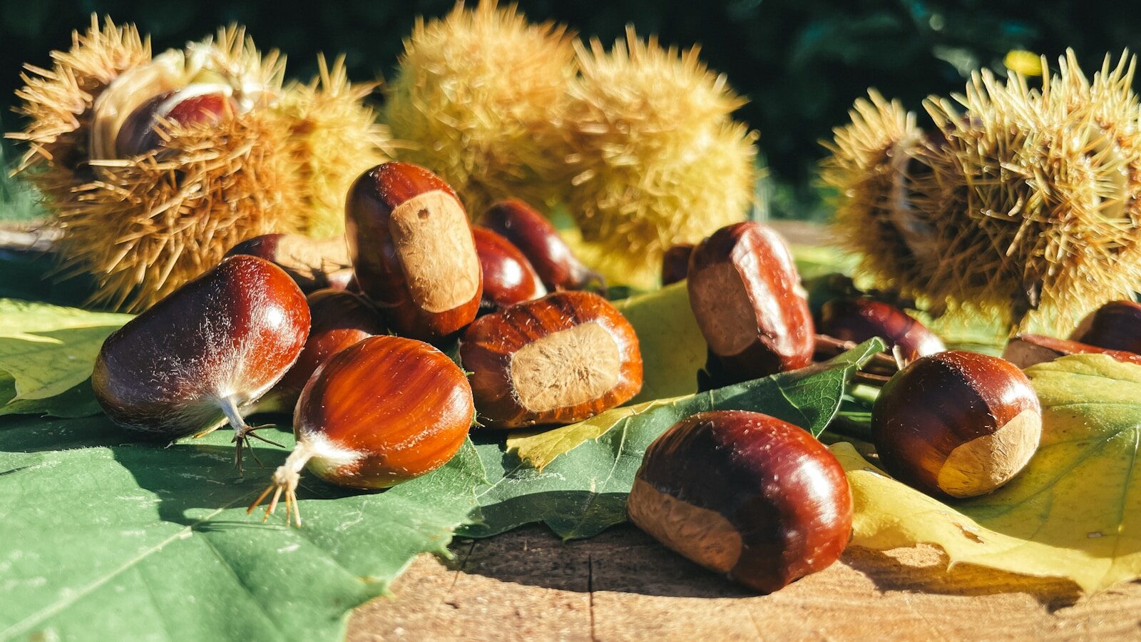 How a local firm is bringing the American chestnut back to the forest How a local firm is bringing the American chestnut back to the forest