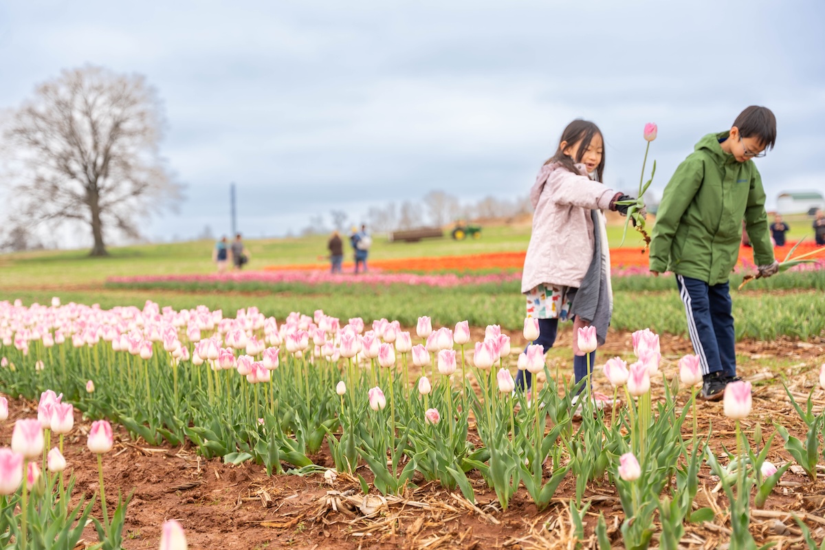 Spring in Huntsville: 7 ways to enjoy it now