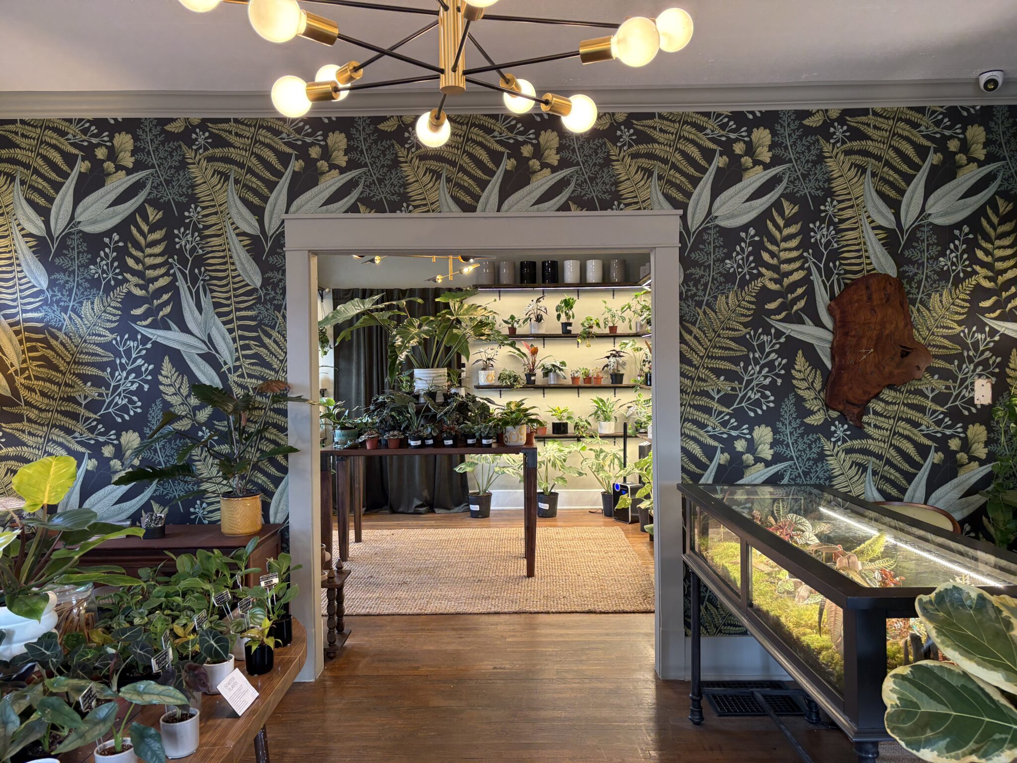 Check out this new plant store we love—now open in Five Points Check out this new plant store we love—now open in Five Points