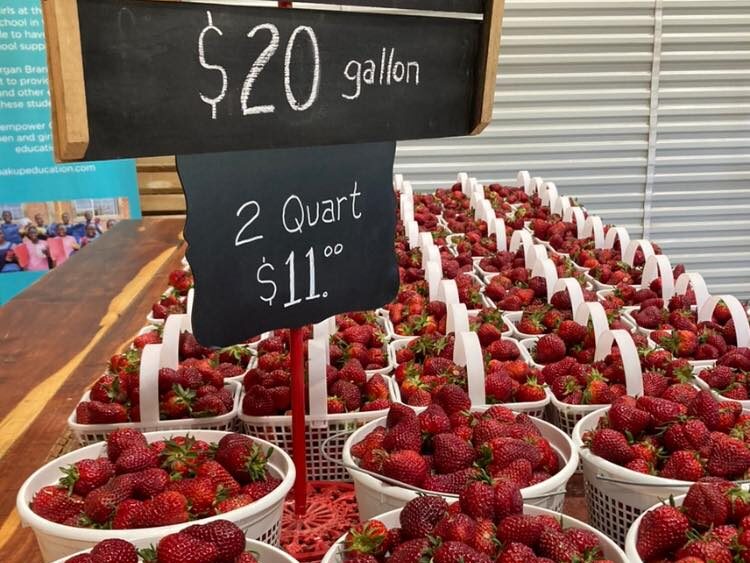 4 North AL strawberry farms you can visit in April