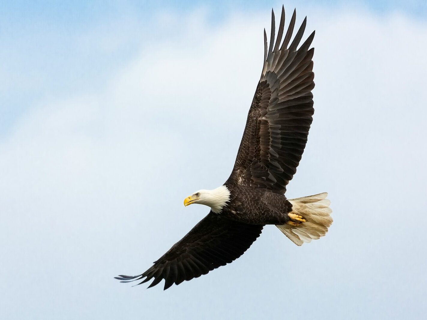 Big birds? Small birds? Here’s what to know about them