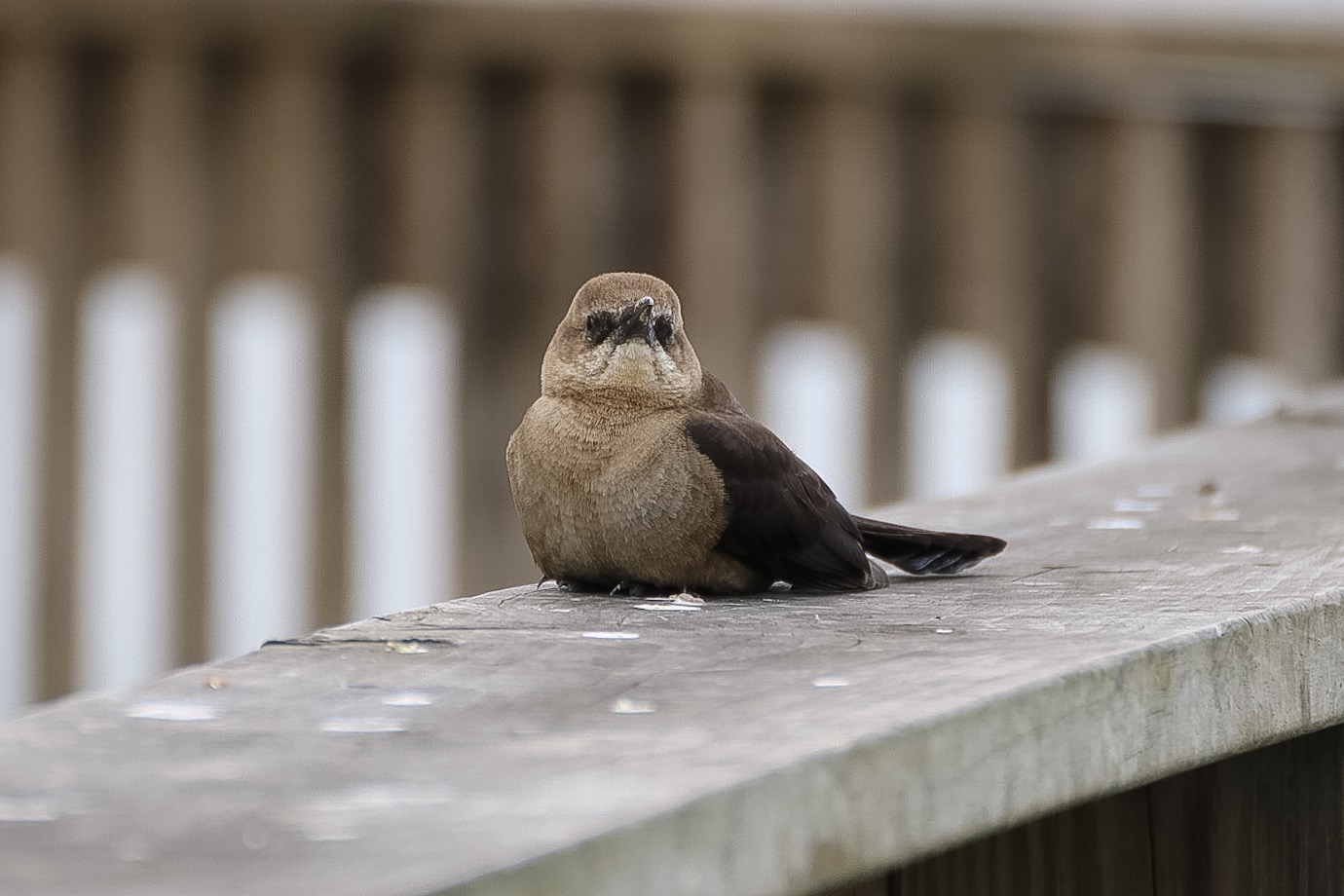 [VIDEO] What’s that bird? You can tell by its song