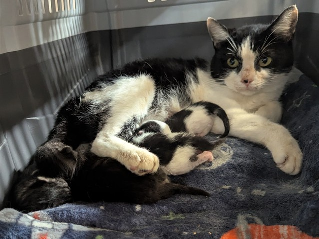 Huntsville Animal Services in dire need of community assistance: find out how you can help
