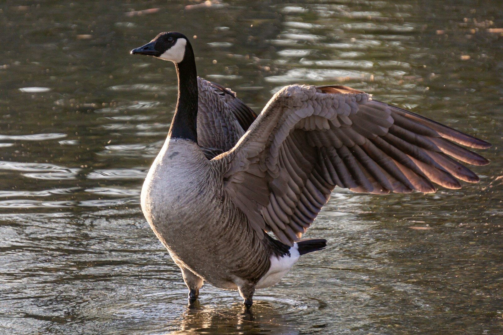 Canada geese in Madison neighborhood saved by community protest Canada geese in Madison neighborhood saved by community protest