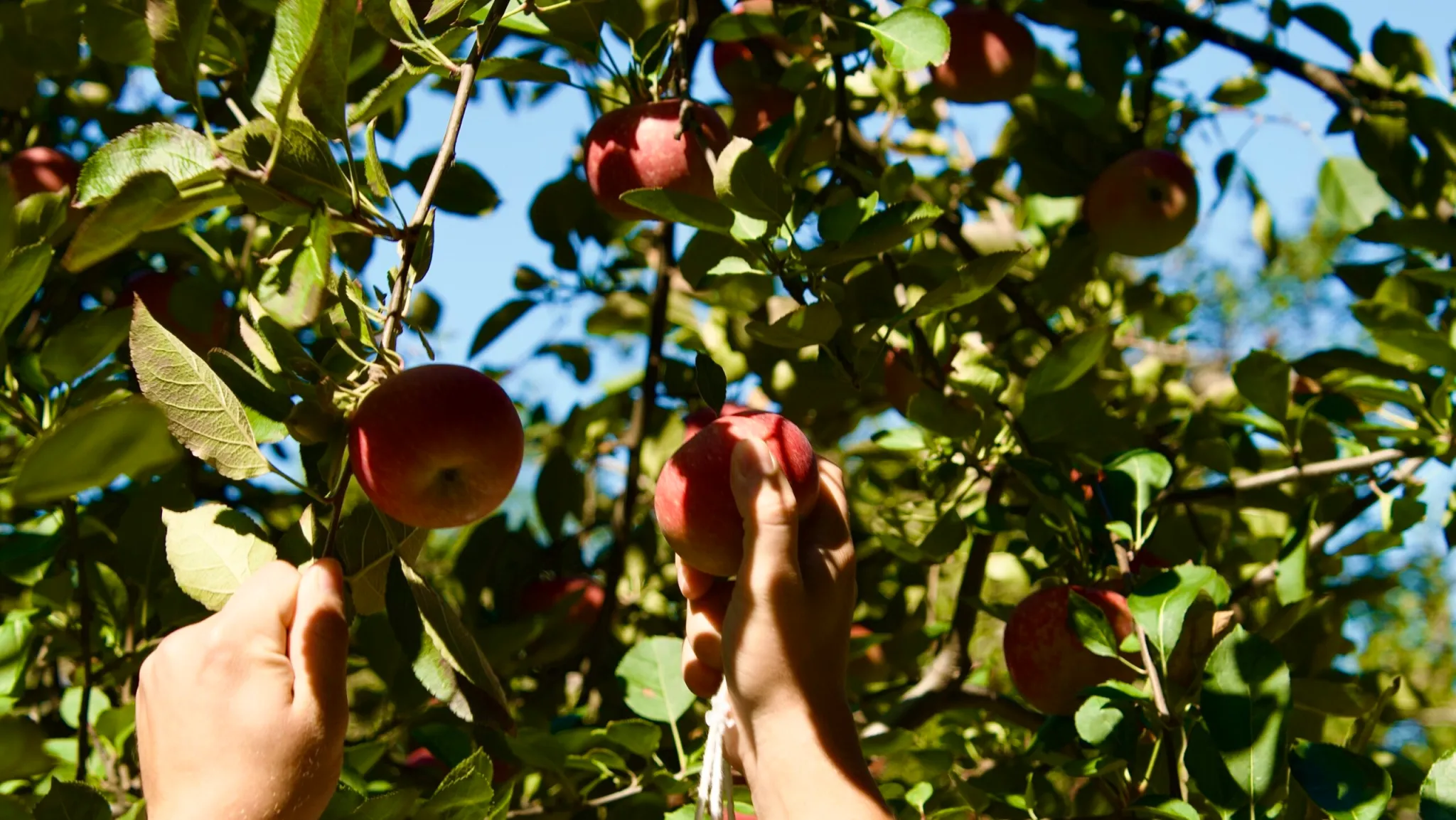 4 orchards around Huntsville to check out this fall
